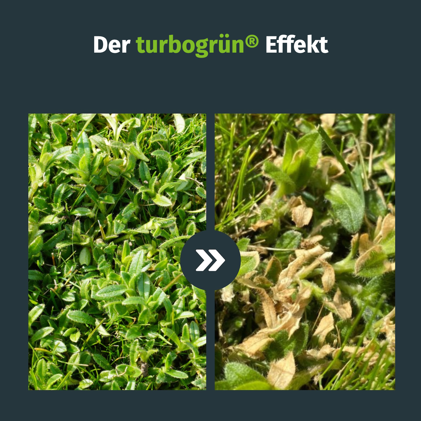 Unkrautvernichter